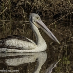 Pelecanus conspicillatus (Australian Pelican) at Molonglo Valley, ACT - 27 Sep 2020 by JonSteinbeck