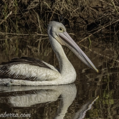 Pelecanus conspicillatus (Australian Pelican) at Molonglo River Reserve - 26 Sep 2020 by BIrdsinCanberra