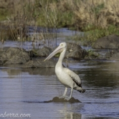 Pelecanus conspicillatus at Molonglo River Reserve - 27 Sep 2020