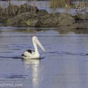 Pelecanus conspicillatus at Molonglo River Reserve - 27 Sep 2020 08:52 AM