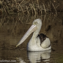 Pelecanus conspicillatus at Molonglo River Reserve - 27 Sep 2020 08:52 AM