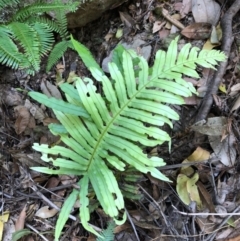 Blechnum cartilagineum (Gristle Fern) at Budderoo, NSW - 5 Oct 2020 by WattaWanderer