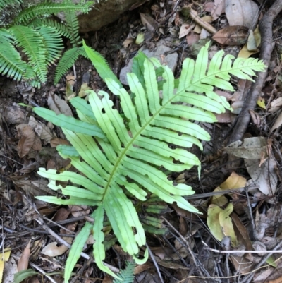 Blechnum cartilagineum (Gristle Fern) at Budderoo National Park - 4 Oct 2020 by WattaWanderer