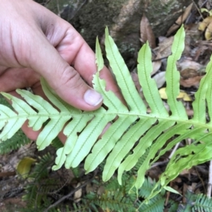 Blechnum cartilagineum at Budderoo, NSW - suppressed