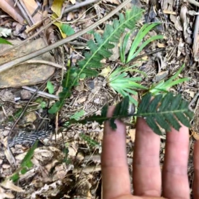 Blechnum neohollandicum (Prickly Rasp Fern) at Budderoo, NSW - 5 Oct 2020 by WattaWanderer