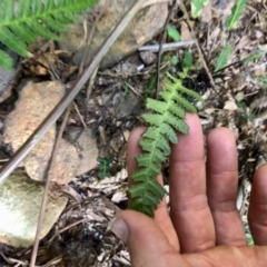 Blechnum neohollandicum at Budderoo, NSW - 5 Oct 2020 04:49 AM