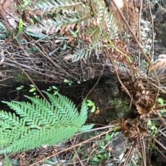 Todea barbara (King fern) at Budderoo National Park - 4 Oct 2020 by WattaWanderer