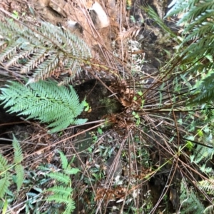 Todea barbara at Budderoo, NSW - suppressed