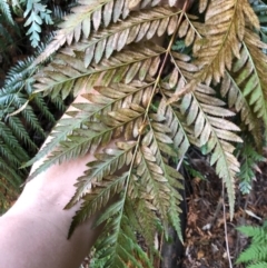 Todea barbara at Budderoo, NSW - suppressed