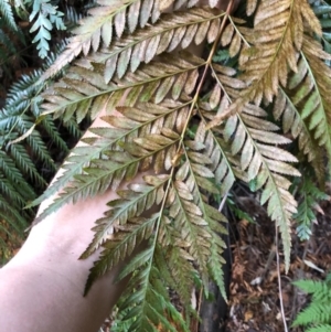 Todea barbara at Budderoo, NSW - suppressed