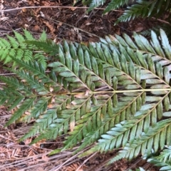 Todea barbara at Budderoo, NSW - suppressed