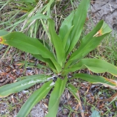 Crinum pedunculatum (Swamp lily, River lily, Stream lily) at Jervis Bay National Park - 7 Oct 2020 by plants