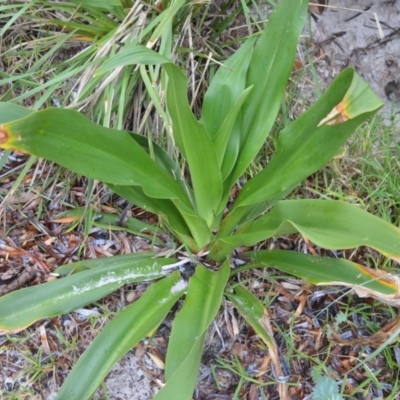Crinum pedunculatum (Swamp Lily, River Lily, Mangrove Lily) at Jervis Bay National Park - 7 Oct 2020 by plants