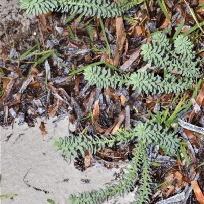 Euphorbia paralias (Sea Spurge ) at Kinghorne, NSW - 7 Oct 2020 by plants