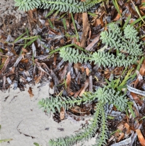 Euphorbia paralias at Kinghorne, NSW - 7 Oct 2020