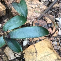 Unidentified Plant at Budderoo, NSW - 4 Oct 2020 by WattaWanderer