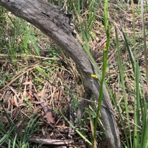 Diuris sp. at Downer, ACT - suppressed