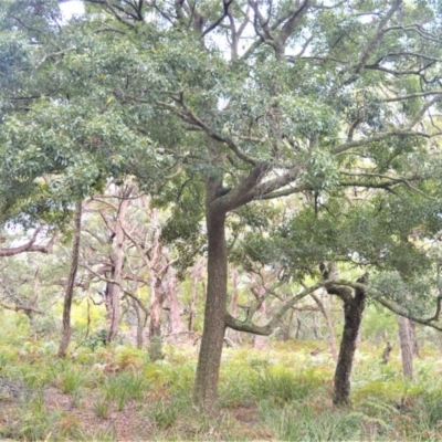 Endiandra sieberi (Hard Corkwood, Pink Walnut) at Kinghorne, NSW - 8 Oct 2020 by plants