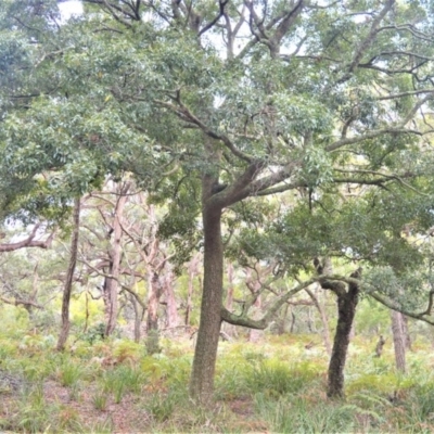 Endiandra sieberi (Hard Corkwood, Pink Walnut) at Kinghorne, NSW - 7 Oct 2020 by plants