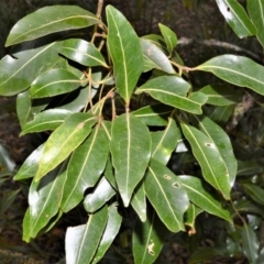 Endiandra sieberi at Kinghorne, NSW - 8 Oct 2020