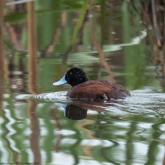 Oxyura australis (Blue-billed Duck) at Fyshwick, ACT - 7 Oct 2020 by Roger