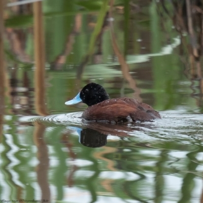 Oxyura australis (Blue-billed Duck) at Jerrabomberra Wetlands - 7 Oct 2020 by Roger