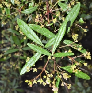 Zieria smithii at Wollumboola, NSW - 8 Oct 2020