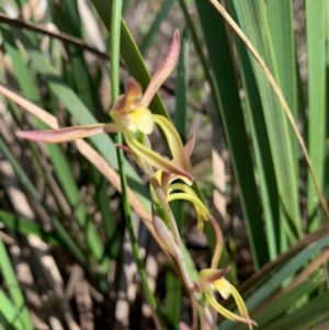 Lyperanthus suaveolens at Downer, ACT - suppressed