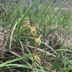 Lyperanthus suaveolens at Downer, ACT - 7 Oct 2020