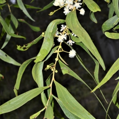 Acacia binervata (Two-veined Hickory) at Jervis Bay National Park - 7 Oct 2020 by plants