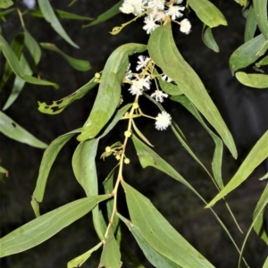 Acacia binervata at Wollumboola, NSW - 8 Oct 2020