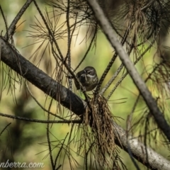 Sericornis frontalis (White-browed Scrubwren) at Molonglo Valley, ACT - 27 Sep 2020 by JonSteinbeck