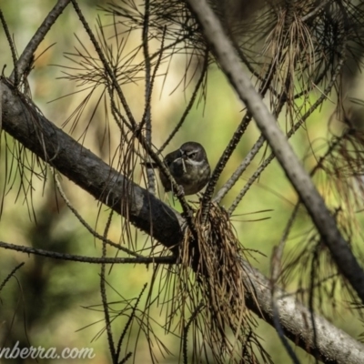 Sericornis frontalis (White-browed Scrubwren) at Molonglo Valley, ACT - 27 Sep 2020 by BIrdsinCanberra