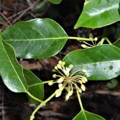 Leichhardtia rostrata (Milk Vine) at Wollumboola, NSW - 8 Oct 2020 by plants