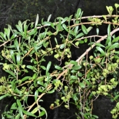 Bursaria spinosa (Native Blackthorn, Sweet Bursaria) at Wollumboola, NSW - 7 Oct 2020 by plants