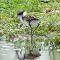 Vanellus miles (Masked Lapwing) at Fyshwick, ACT - 7 Oct 2020 by Roger