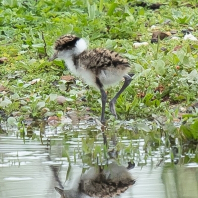 Vanellus miles (Masked Lapwing) at Fyshwick, ACT - 8 Oct 2020 by Roger