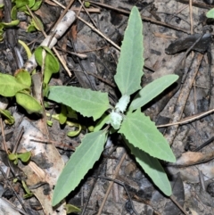 Atriplex australasica (Native Orache) at Wollumboola, NSW - 7 Oct 2020 by plants