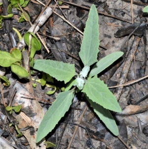 Atriplex australasica at Wollumboola, NSW - 8 Oct 2020 12:37 AM