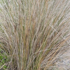 Juncus kraussii subsp. australiensis (Sea Rush) at Wollumboola, NSW - 7 Oct 2020 by plants