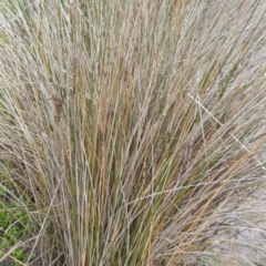 Juncus kraussii subsp. australiensis (Sea Rush) at Wollumboola, NSW - 8 Oct 2020 by plants