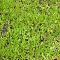 Selliera radicans (Shiny Swamp-mat) at Jervis Bay National Park - 7 Oct 2020 by plants