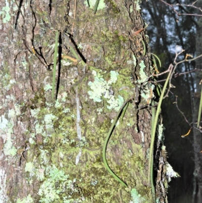 Dockrillia teretifolia (A Rat's Tail Orchid) at Wollumboola, NSW - 8 Oct 2020 by plants