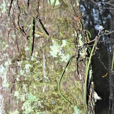 Dockrillia teretifolia (A Rat's Tail Orchid) at Wollumboola, NSW - 7 Oct 2020 by plants