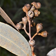 Eucalyptus punctata (Grey Gum) at Wollumboola, NSW - 8 Oct 2020 by plants