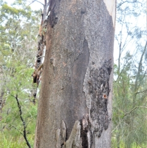 Eucalyptus punctata at Jervis Bay National Park - 8 Oct 2020 12:48 AM