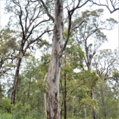 Eucalyptus punctata at Wollumboola, NSW - 8 Oct 2020
