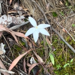 Glossodia major (Wax Lip Orchid) at Black Mountain - 7 Oct 2020 by Greggles