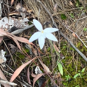 Glossodia major at Point 5821 - 7 Oct 2020