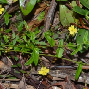 Goodenia heterophylla at Wollumboola, NSW - 8 Oct 2020